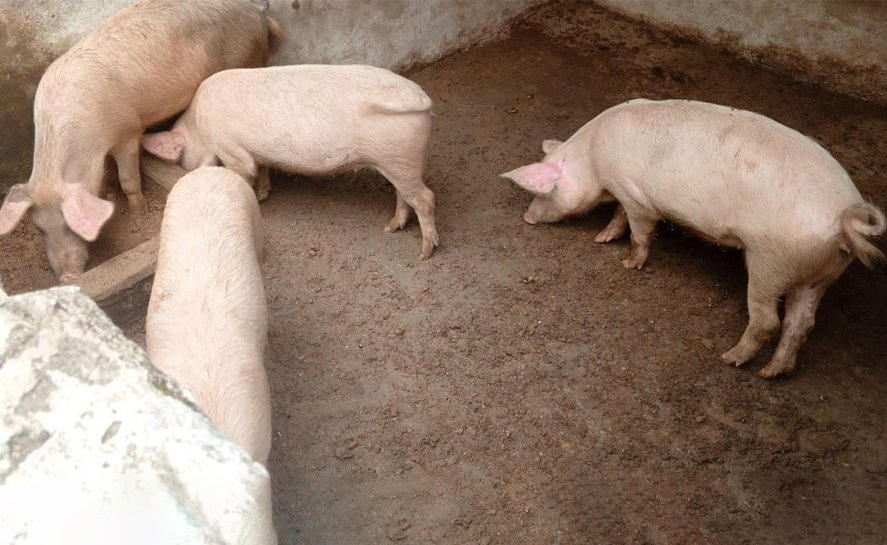 Agriculture et Elevage